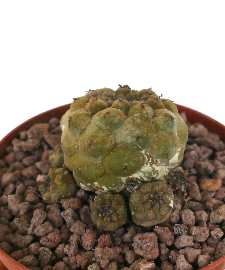 群生　コピアポア 山採り コピアポア・ヒポガエア | Botanical Archive | 洗練された多肉