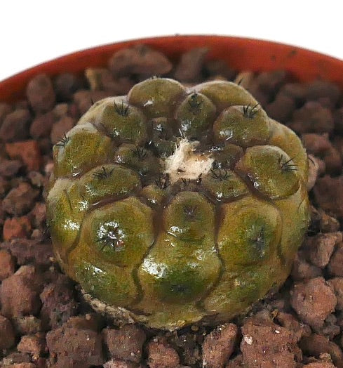コピアポア・ヒポガエア 小型多肉サボテン、不思議な亀甲状の肋骨と短い棘特徴