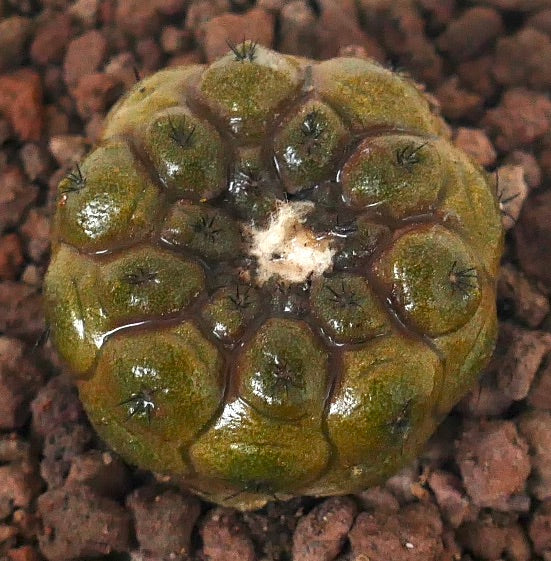 コピアポア・ヒポガエア 小さな丸い多肉サボテン、独特の亀甲状の肋と短い棘が特徴