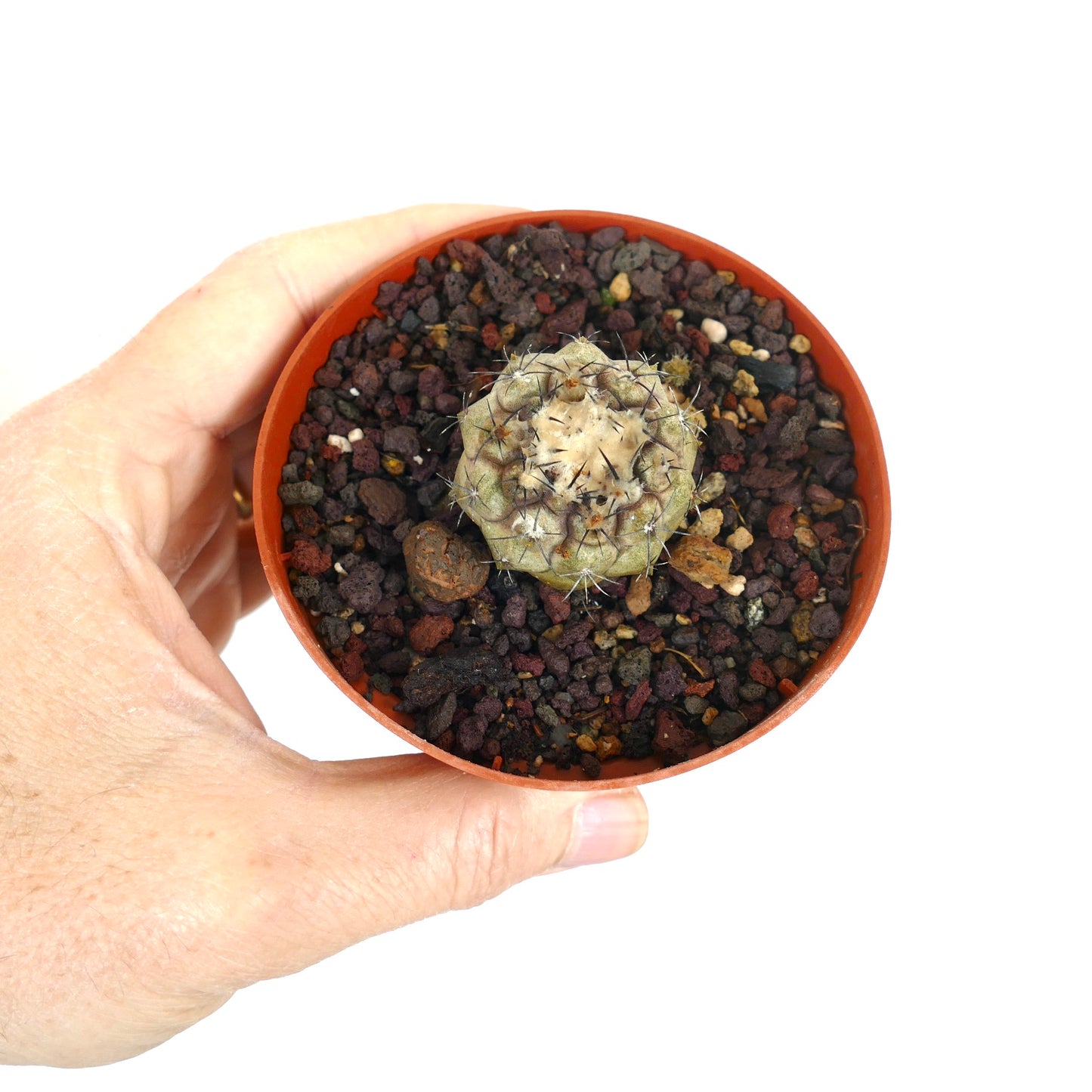 Copiapoa hypogaea X Copiapoa cienera dealbata kleine, runde Kaktee mit spärlichen dunklen Dornen im Topf