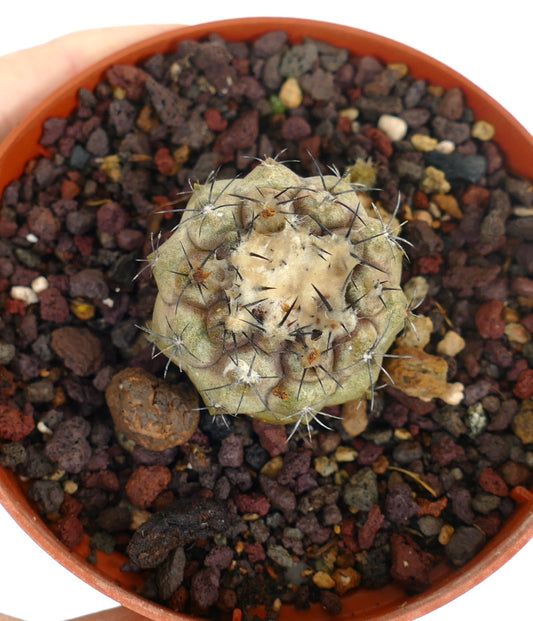 Copiapoa hypogaea X Copiapoa cienera dealbata seltene kleine Kaktus mit wolligem Zentrum und dunklen Dornen