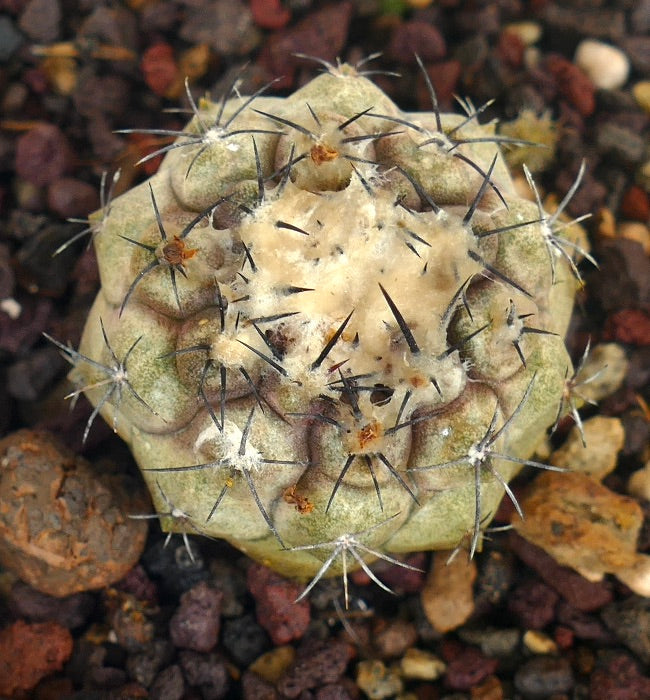 Copiapoa hypogaea X Copiapoa cienera dealbata seltener Sukkulenten-Kaktus mit dichtem weißem Wolle und scharfen schwarzen Dornen