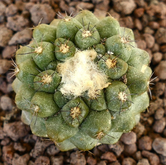 Copiapoa hypogaea X Copiapoa cinerea rare cactus with dense wool and short dark spines