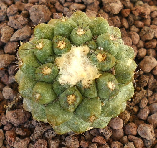 Copiapoa hypogaea X Copiapoa cinerea rare green cactus with woolly center and short spines