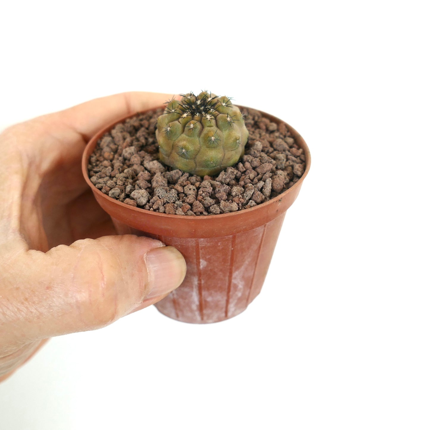 Kleiner Hybriden-Kaktus Copiapoa hypogaea X Copiapoa cinerea mit kurzen dunklen Stacheln im Topf
