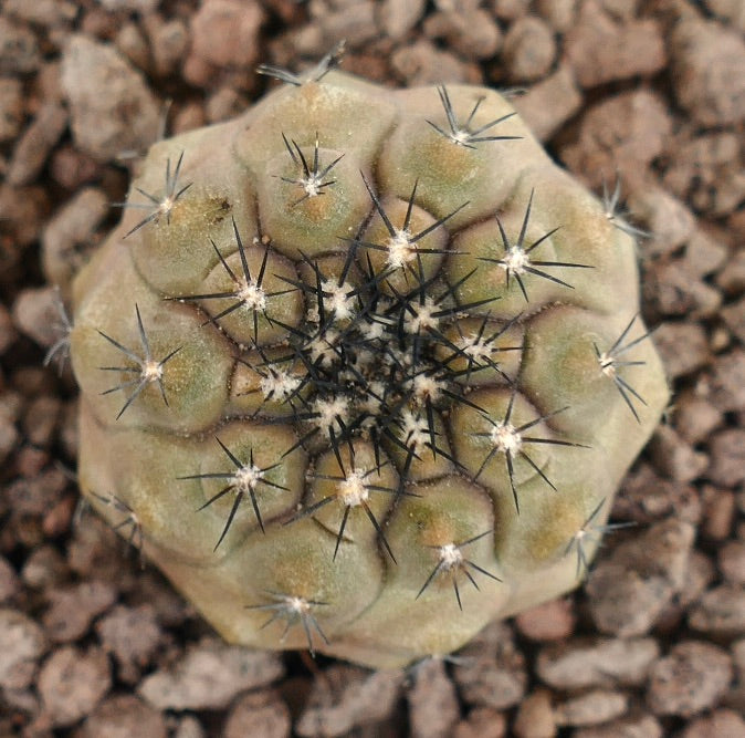 Copiapoa hypogaea X Copiapoa cinerea seltener Hybrid-Kaktus mit kurzen schwarzen Dornen und abgerundeten Warzen