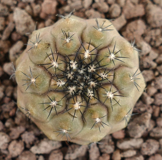 Copiapoa hypogaea X Copiapoa cinerea seltener Hybrid-Kaktus mit kurzen schwarzen Dornen und abgerundeten Warzen