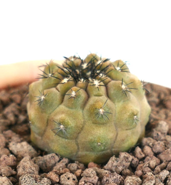 Copiapoa hypogaea X Copiapoa cinerea seltener Sukkulenten-Kaktus mit kurzen dunklen Stacheln und runden Warzen