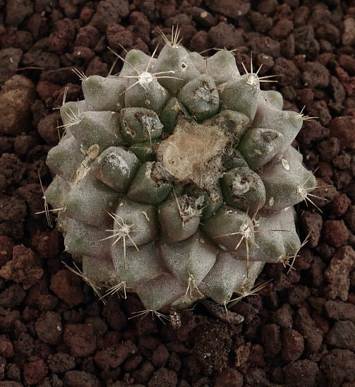 Copiapoa hypogaea X Copiapoa humilis