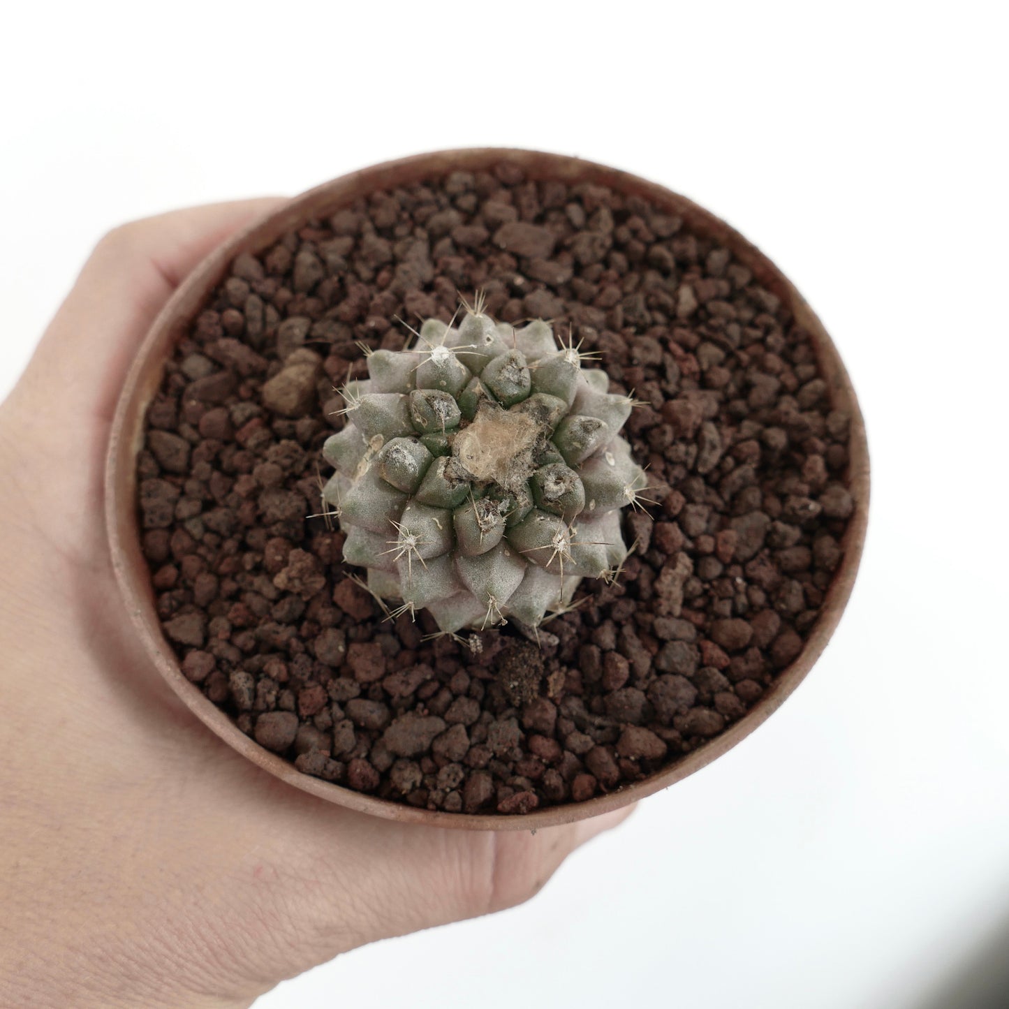 Copiapoa hypogaea X Copiapoa humilis