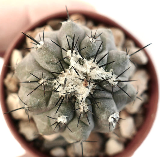 Copiapoa hypogaea X cinerea rare succulent cactus with dense black spines and woolly areoles