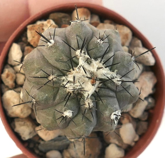 โคปิอาโพอา ไฮโปแกอา X ซิเนเรอา กระบองเพชรอวบน้ำหายากที่มีหนามสีเข้มและรังไหมขนขาว