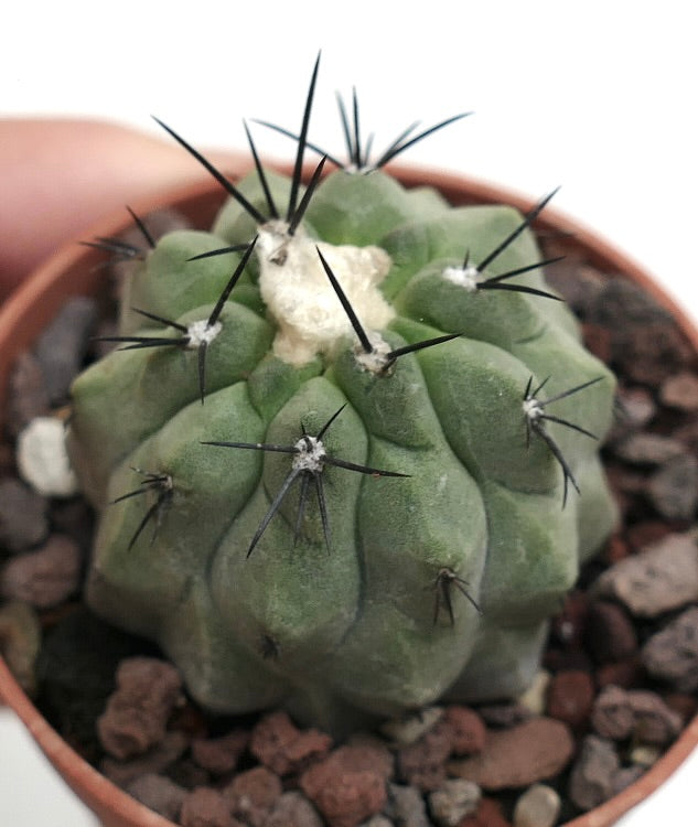 Copiapoa hypogaea X dealbata J50