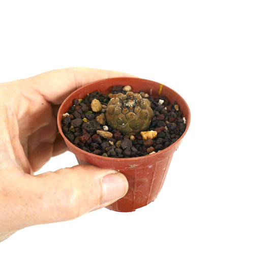 Copiapoa hypogaea seltener kleiner Kaktus mit strukturierter brauner Oberfläche und kurzen schwarzen Stacheln im Topf