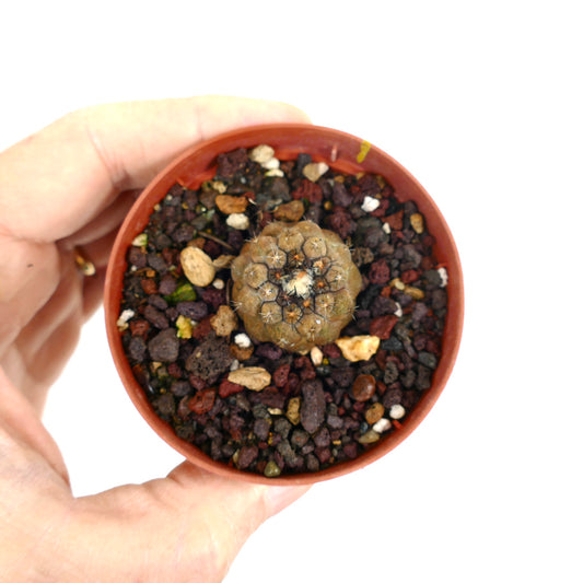 Copiapoa hypogaea X hypogaea kleine, runde Kaktus mit dunklen Stacheln und strukturierter Oberfläche im Topf