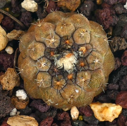 Copiapoa hypogaea seltener Sukkulenten-Kaktus mit abgerundeten Warzen und kurzen Stacheln