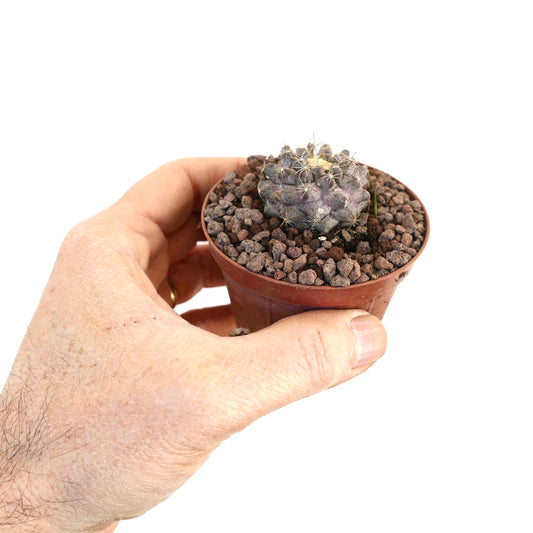 Copiapoa hypogaea X tenuissima small rare hybrid cactus with purple-gray body and fine spines