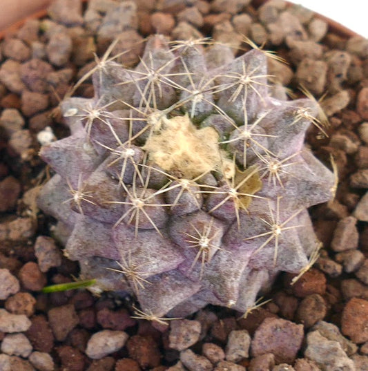 Copiapoa hypogaea X tenuissima rare hybrid cactus with purple-gray body and thin spines