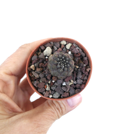 Copiapoa hypogaea 12RT