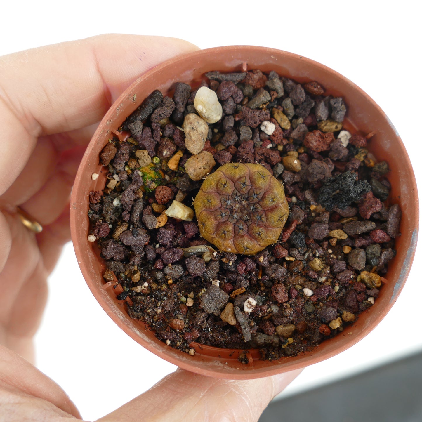 Copiapoa hypogaea small round cactus with brownish red tones and tiny spines in pot