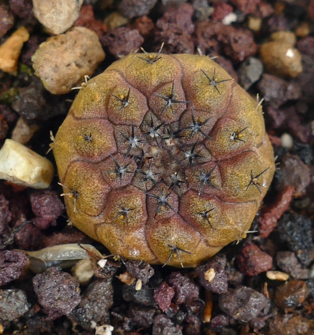Copiapoa hypogaea small rare cactus with brownish-red tones and short black spines on rocky soil