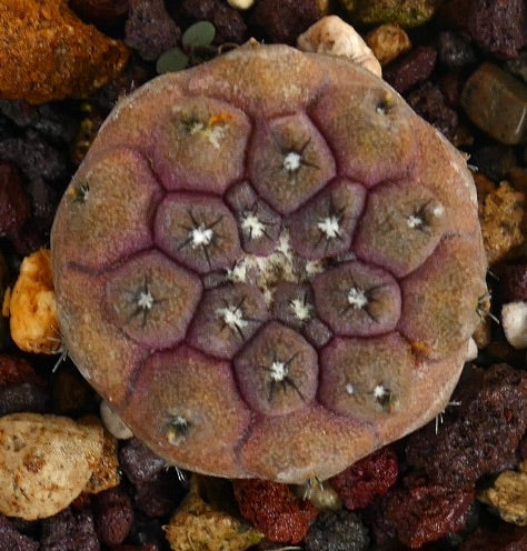Copiapoa hypogaea rare succulent cactus with reddish-brown hexagonal tubercles and small spines