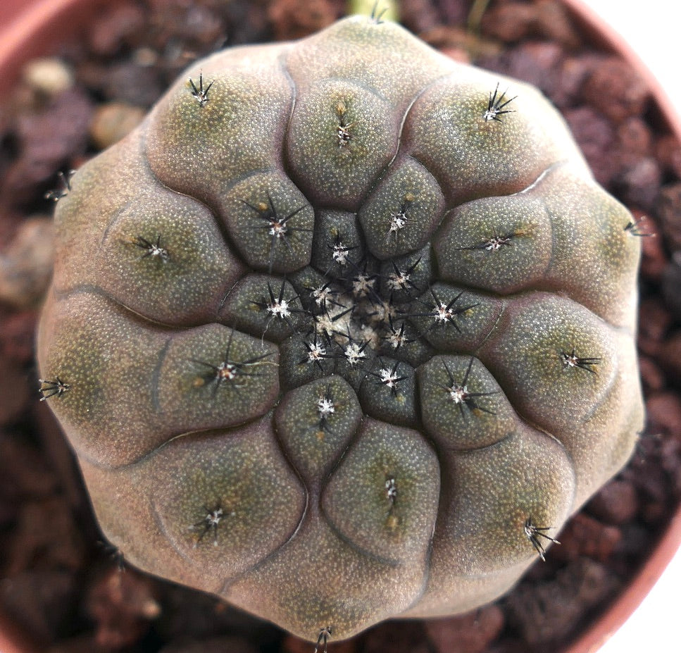 Copiapoa hypogaea 113