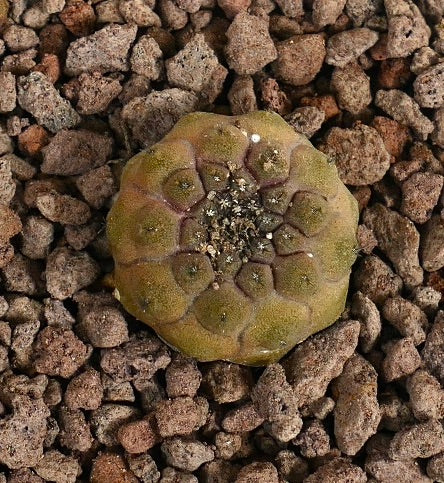 コピアポア・ヒポガエア 小さく丸い多肉植物のサボテン、質感のある緑がかった茶色のこぶ付き