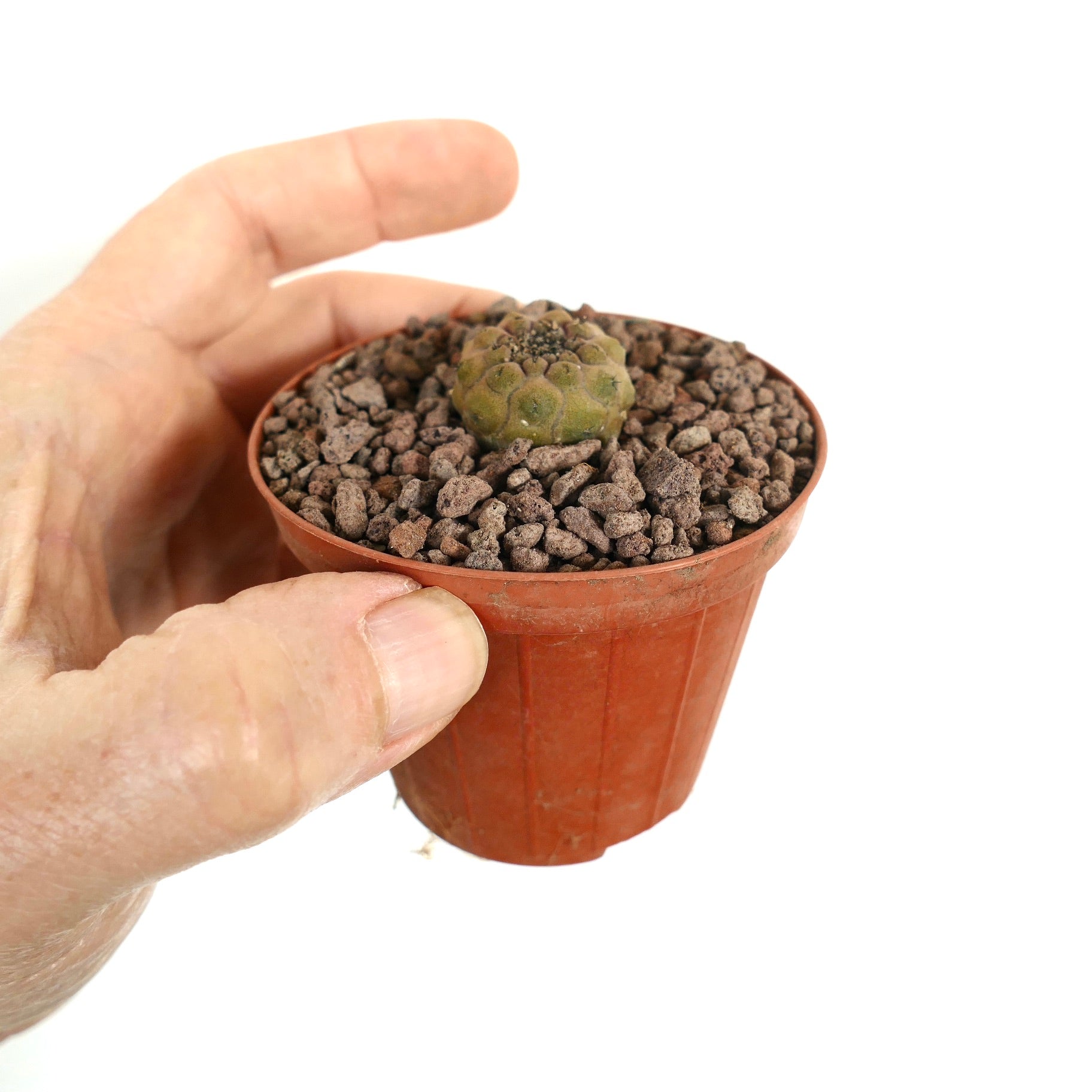 Petit cactus succulent rond Copiapoa hypogaea avec surface verte texturée en pot