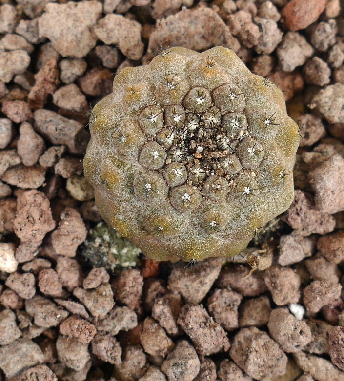 岩の多い土壌に育つ、短い棘を持つ小さく丸いコピアポア・ヒポガエア多肉サボテン