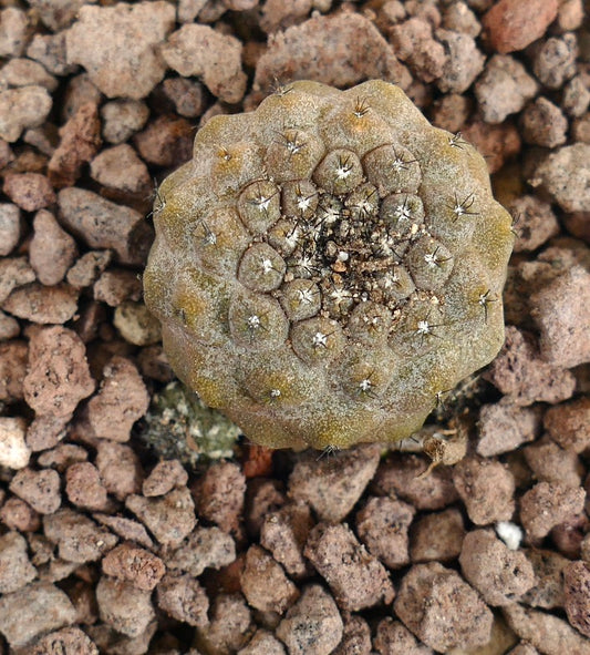 岩の多い土壌に育つ、短い棘を持つ小さく丸いコピアポア・ヒポガエア多肉サボテン