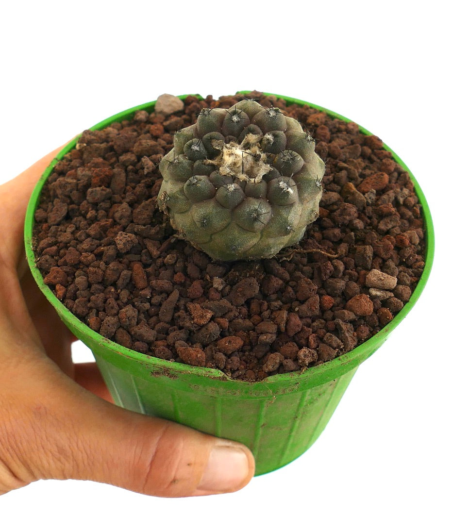 Copiapoa hypogaea form KIKKO