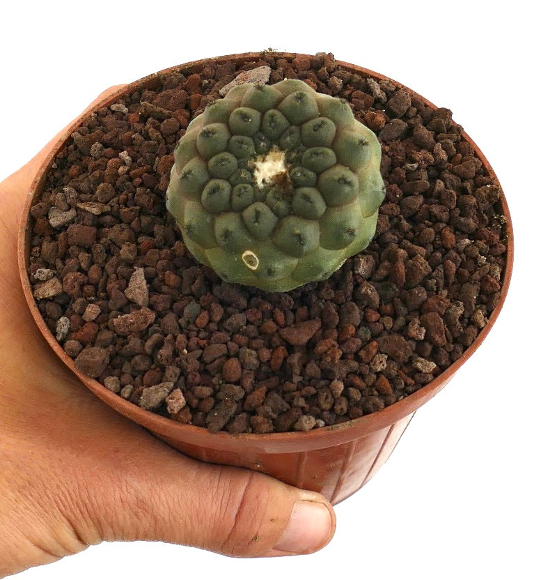 Copiapoa hypogaea form KIKKO