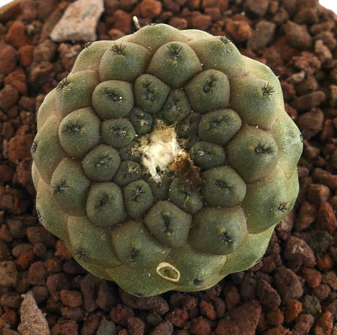 Copiapoa hypogaea form KIKKO