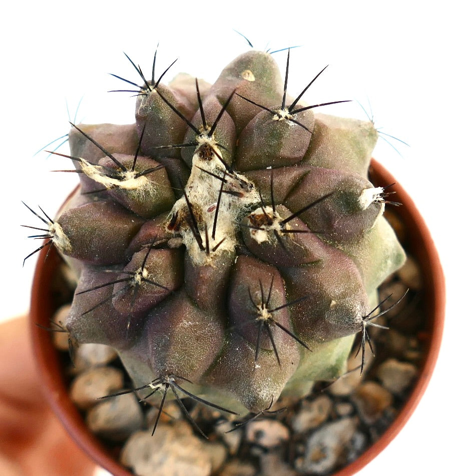 Copiapoa hypogaea hybrid rare succulent cactus with dark spines and textured purple-green body