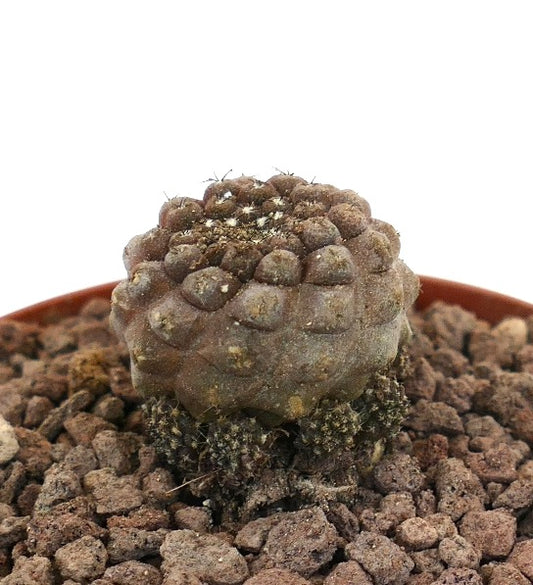 Copiapoa hypogaea rare succulent cactus with small multi-head growth and textured brown surface