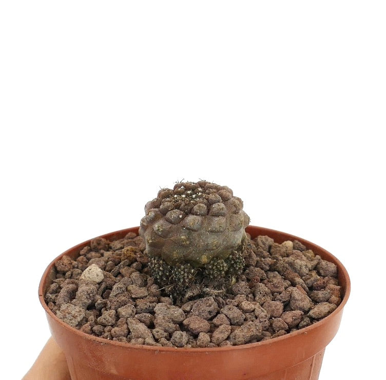 Copiapoa hypogaea sjelden saftig kaktus med små flere hoder i terrakottapotte