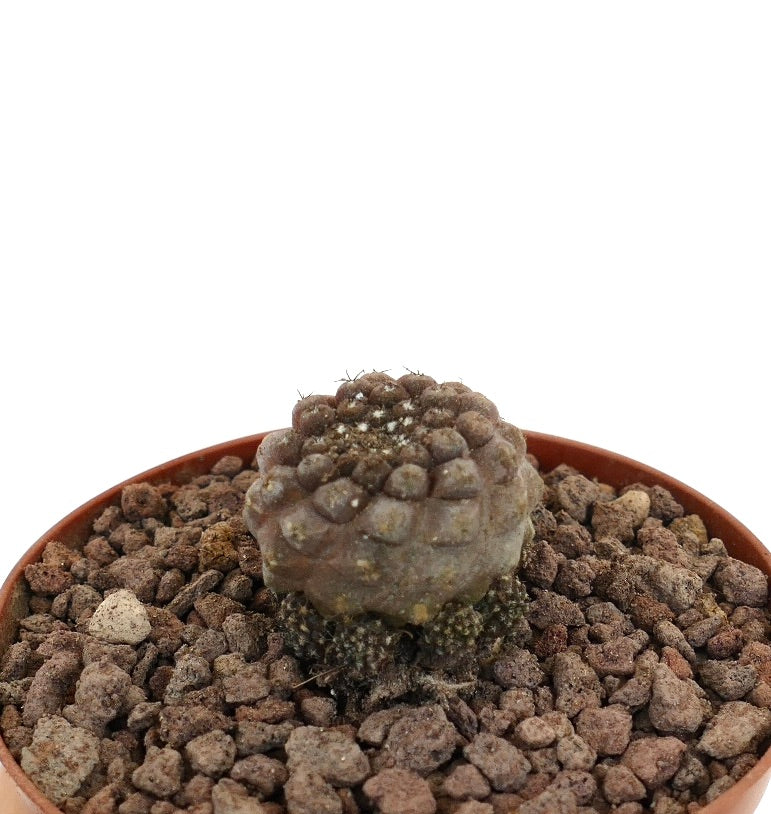 Copiapoa hypogaea liten sjelden sukkulent kaktus med klynger av flere hoder og teksturert overflate