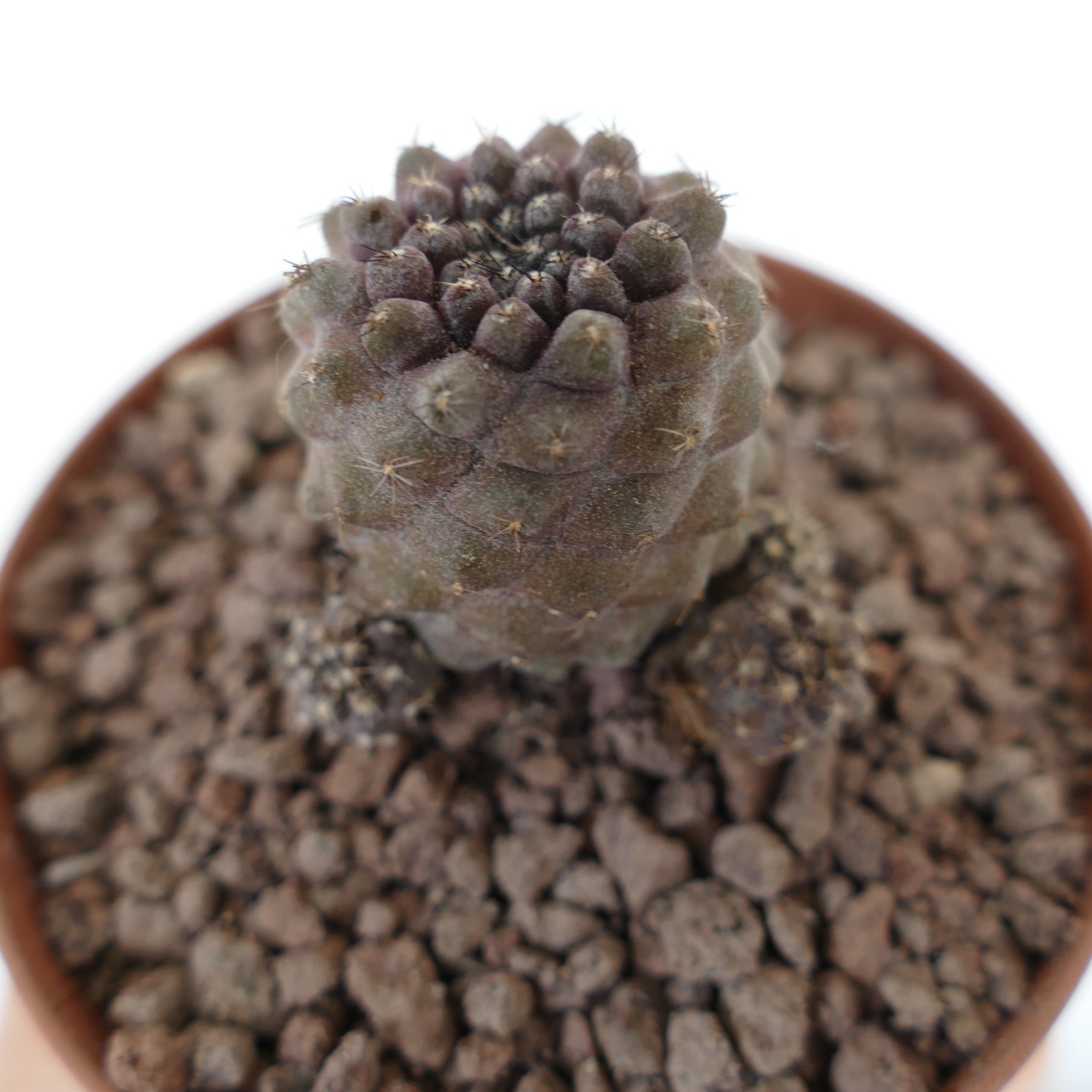 Copiapoa hypogaea x humilis raro cactus pequeño en racimo con tubérculos redondeados de color púrpura oscuro y espinas finas