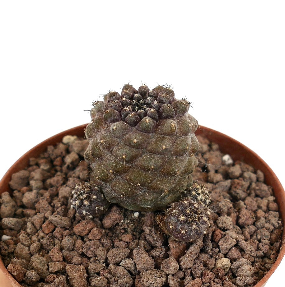 Copiapoa hypogaea x humilis cactus raro de pequeño racimo con tubérculos oscuros y textura y espinas diminutas