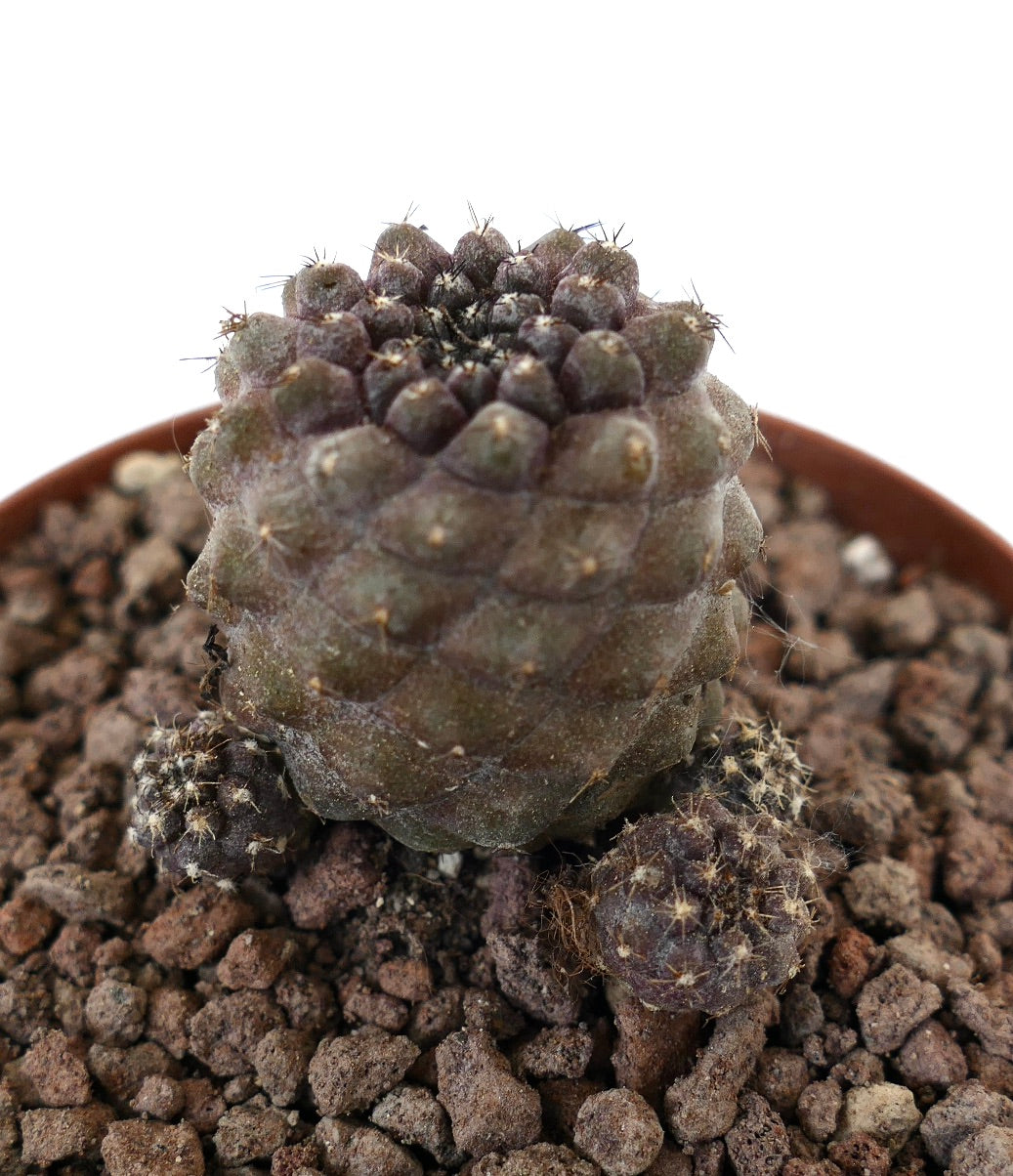 Pequeño grupo raro de cactus Copiapoa hypogaea x humilis con tubérculos oscuros y texturizados y espinas finas