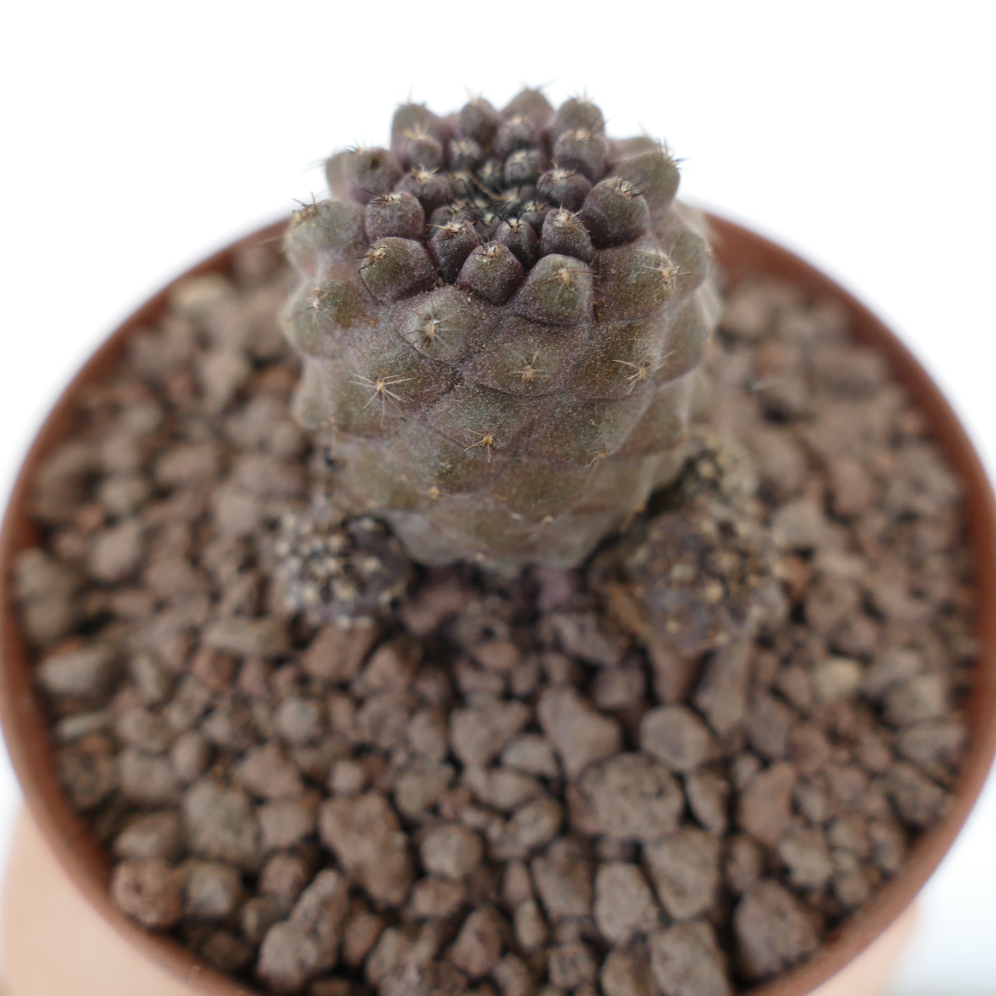 Copiapoa hypogaea x humilis suculenta rara con tubérculos agrupados y espinas finas