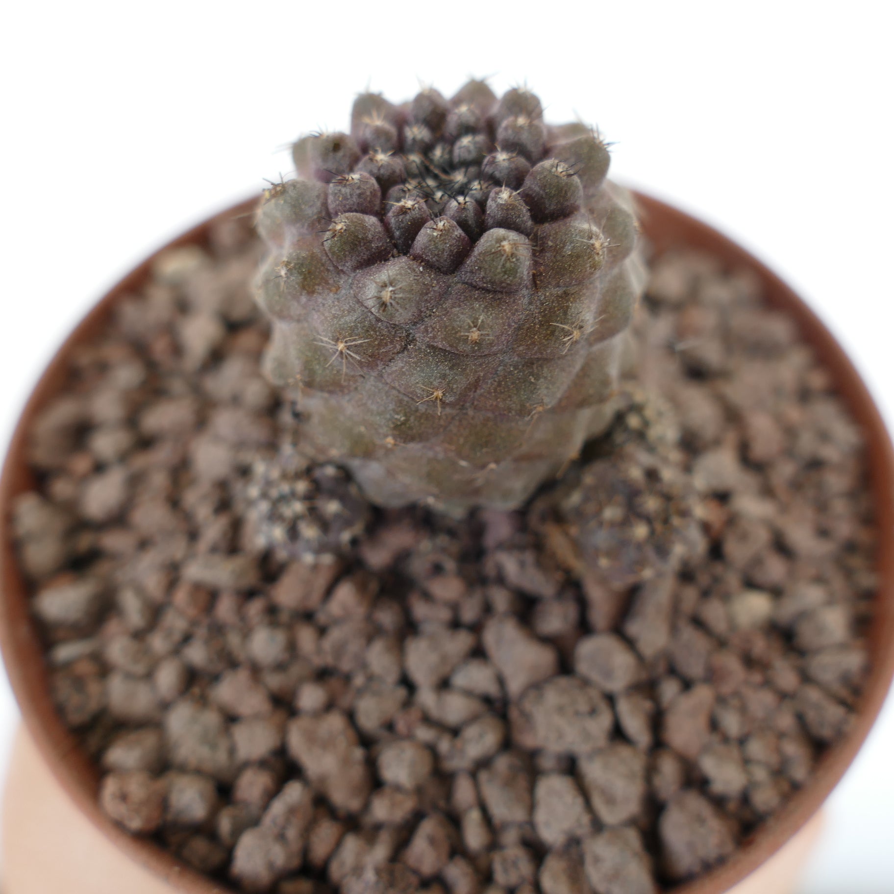 Copiapoa hypogaea x humilis suculenta rara con tubérculos agrupados y espinas finas