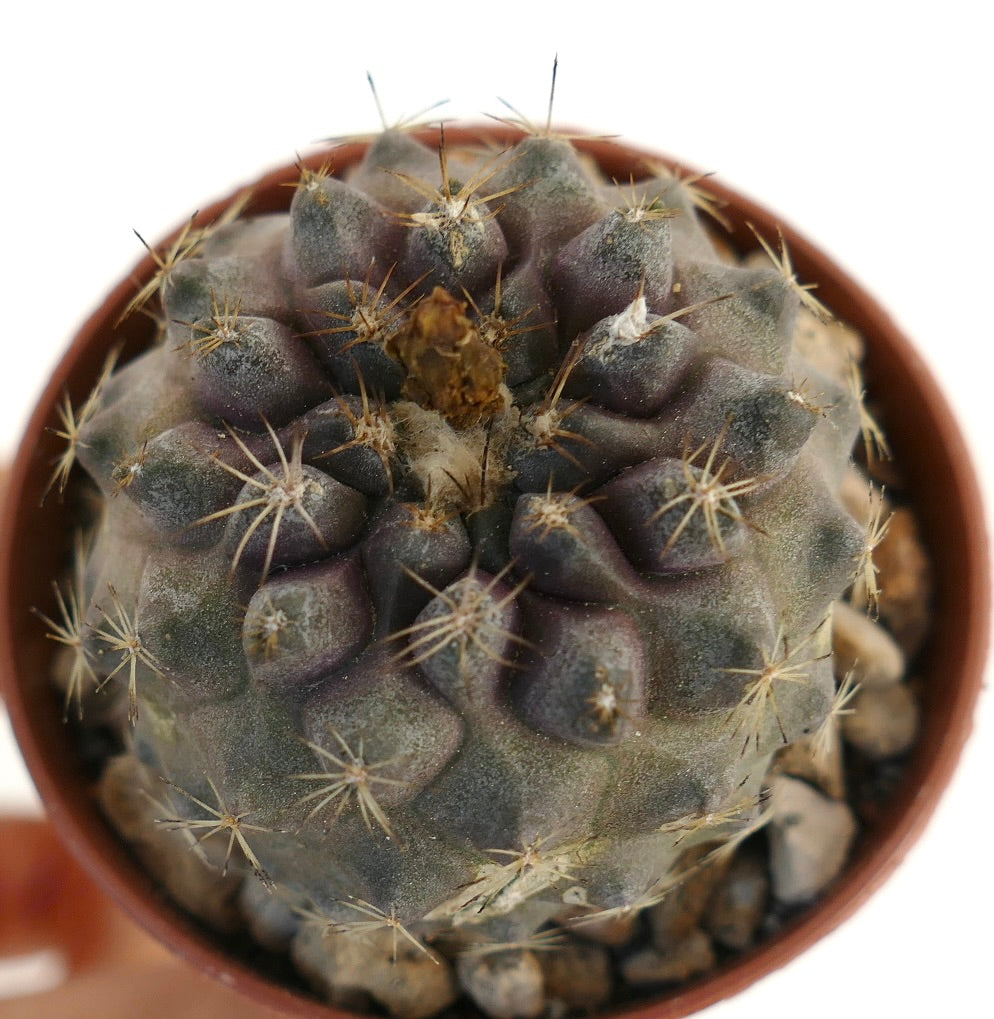 Copiapoa hypogaea x tenuissima dark purple succulent cactus with sharp spines in pot