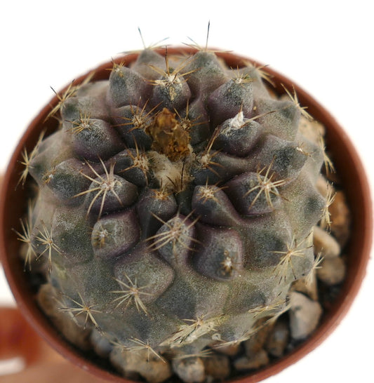 Copiapoa hypogaea x tenuissima dark purple succulent cactus with sharp spines in pot