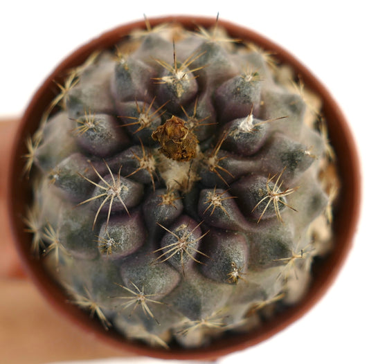 Copiapoa hypogaea x tenuissima rare purple succulent cactus with spines in small pot