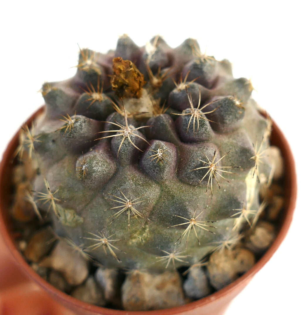 Copiapoa hypogaea x tenuissima rare succulent cactus with rounded tubercles and sparse spines in pot