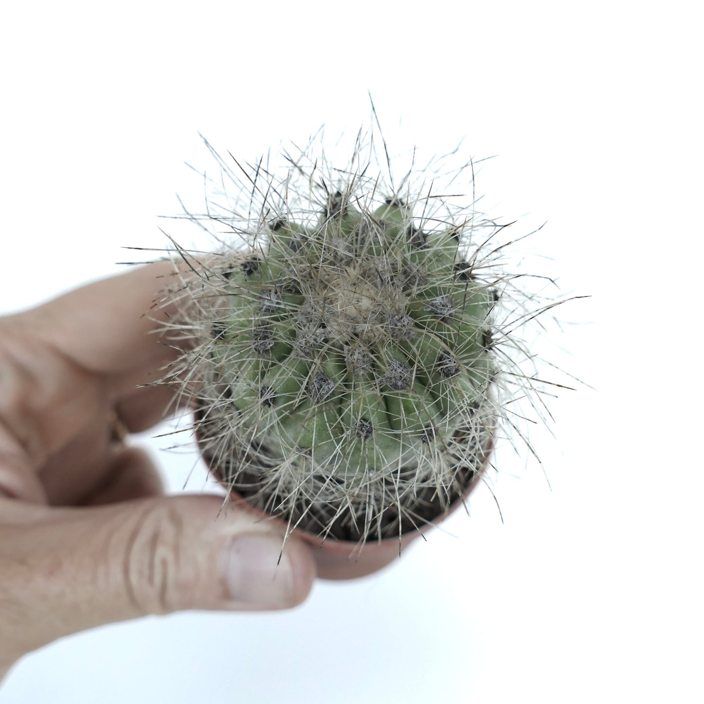 Copiapoa krainziana