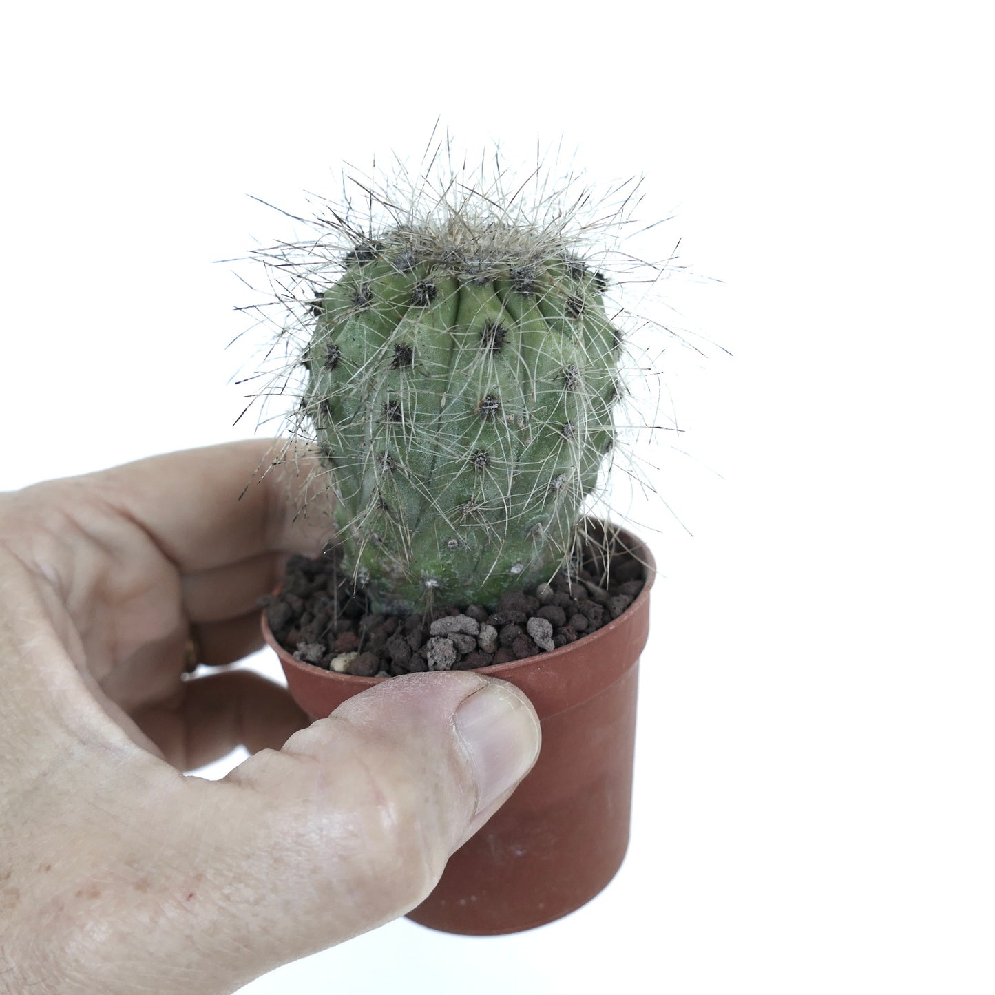 Copiapoa krainziana