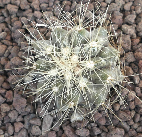 コピアポア・クラインジアナ 小さく丸いサボテン、岩の多い土壌に密生した白い棘付き